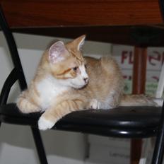 Blanding af racer busmand:-)