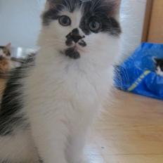 Kurilean Bobtail Dk Silky Catz Cirque du Soleil