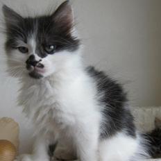 Kurilean Bobtail Dk Silky Catz Cirque du Soleil