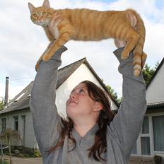 Blanding af racer Simba