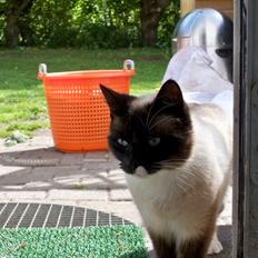 Hellig Birma Mizz-mizz R.I.P