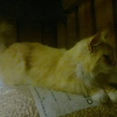 Norsk Skovkat Mischa