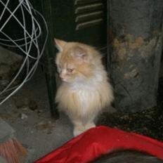 Norsk Skovkat Mischa