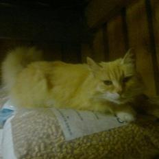 Norsk Skovkat Mischa