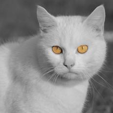 Blanding af racer Alaska