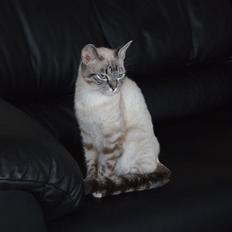 Blanding af racer Holly