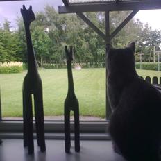 Blanding af racer Mikkel