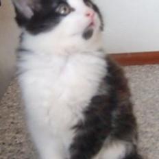 Blanding af racer Midas&Milo