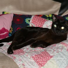 Burmeser DK Mammalia's E'Simba