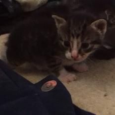 Huskat Nero (Lille My)