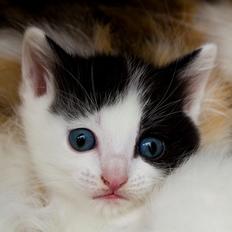 Blanding af racer snowy