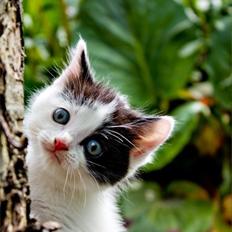 Blanding af racer snowy