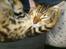 Bengal Luca