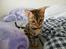 Bengal Luca