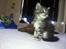 Maine Coon chili - 8 uger