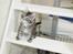 Maine Coon chili - 10 uger