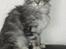 Maine Coon chili - 13 uger