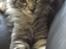 Maine Coon chili - 14 uger