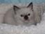 Ragdoll Vera