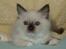 Ragdoll Vera