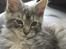 Maine Coon chili
