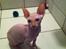 Sphynx Aslan