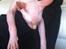 Sphynx Aslan