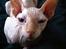 Sphynx Aslan