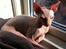 Sphynx Aslan