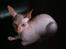 Sphynx Aslan