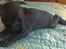 Sphynx Siff