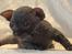 Sphynx Siff - Siff 24 dage