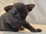 Sphynx Siff