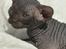 Sphynx Siff