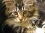 Maine Coon Duchess