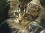 Maine Coon Duchess