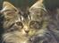 Maine Coon Duchess