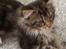 Maine Coon Duchess