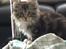Maine Coon Duchess