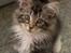 Maine Coon Duchess
