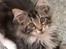 Maine Coon Duchess