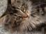 Maine Coon Duchess