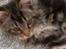 Maine Coon Duchess