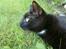 Huskat Tyson, fede dyr <3 - Dejlige drengen <3 
:Foto: Julie Ingerslev (mig)