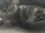 Maine Coon chili - 16 uger