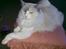 Ragdoll Misja