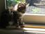 Maine Coon Duchess