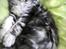 Maine Coon chili