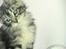 Maine Coon chili - 14 uger
