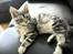 Maine Coon chili - 14 uger
